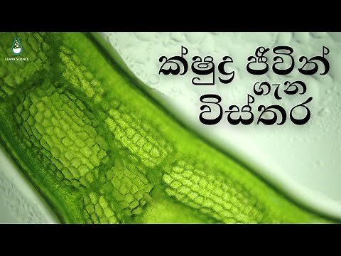 ක්ෂුද්‍ර ජීවීන් ගැන විස්තර - Micro Organisms | Sinhala |Learn Science