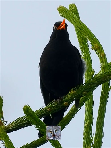 Common Blackbird song,Svarttrost Mirlo común Чёрный дрозд Mustarastas Karatavuk Kos Drozd čierny Merlo Merle Noir Chant,Il canto del Merlo,Amsel Gesang,Κελάηδημα #Lundsneset april 2025 #shorts #p1000 #Nikon #coolpix #coolpixp1000 #vogel #beautiful #bird #april #birdwatching #norway #birdslover #naturelovers #wildife #peacefull #relaxing #sound #p1100 #song #sang #chant #gesang #singing #call #Blackbird