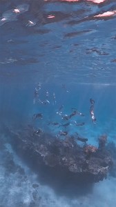 103K views · 1.2K reactions | Apo Reef adventure with Lakbay Freediving | Khaiyir Durant | Facebook