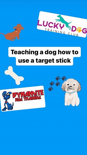 Using a target stick to teach a dog to walk #dogsofinstagram #puppiesofinstagram #dogsofinstagram #dogoftheday | Lucky Dog Training Club