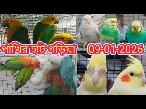 Garia Bird Market. গড়িয়া পাখির হাট। Garia Exotic Bird Market Price Update.আজকের গড়িয়া পাখির হাট 