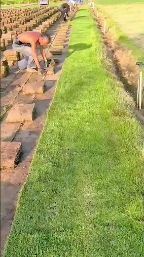 Laying Turf Grass Installing Rolls of Sod to Create a New Lawn