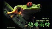 《热带雨林》-全集高清在线观看-爱奇艺
