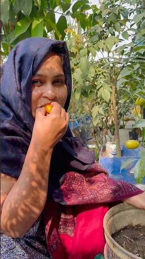 Sweet lemon tree || Sweet lemon tree ||😍 #comegarden #ourroofgarden #gardening #roofgardening #vi...
