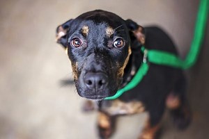 Dog Suddenly Scared of Something in the House: What To Do