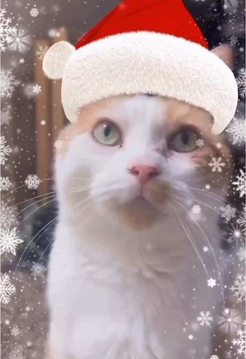 Chill Cat Christmas with Evil Larry and Cat Memes