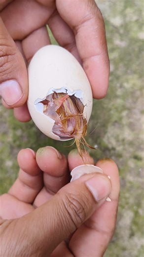 Amazing chick hatching 🐣🐣🐣#viral #shorts