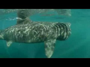 Basking shark feeding of the Cornish Coast 2008