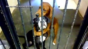 275K views · 3.7K reactions | Photo of two dogs hugging each other before euthanasia goes viral, helping to raise enough money to save them. Gio Benitez reports #Facecast. | ABC World News Tonight with David Muir | Facebook