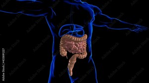 Small and Large Intestine 3D Illustration Human Digestive System Anatomy