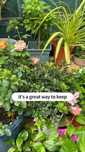 260K views · 3.3K reactions | Nourish the soil first,use a soil tester to nourish the soil #gardening #tips | Seed to Flower | Facebook