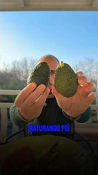 How to ripen avocados faster? #avocado #avocadotips #foodtok #nutritin #healthyfood