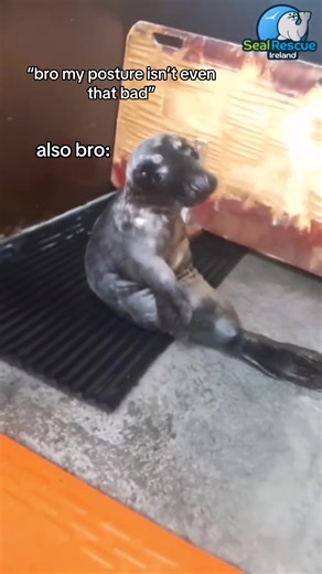 someone please send bro to the chiro #seal #sealtok #posture | Posture