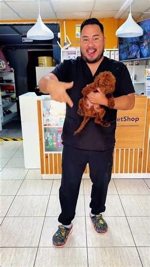 Beautiful robot toy poodle, bell pepper color. Dancing. #lima #puppy #cute #viral