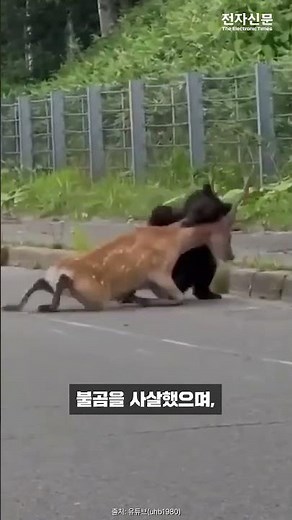 Shocking footage of a Japanese brown bear hunting just 50 meters from a house [SHORTS]