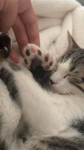 This little kitten has 6 toes on each foot. How fitting that a writer has a Hemingway cat in the family. She is feisty but has blessed me with a little cuddly nap. Now if only I had grabbed a book beforehand. Well, I can't move now. Happy Caturday! #bookish #catsofinstagram #caturday #kittiesofinstagram | Lena Robin