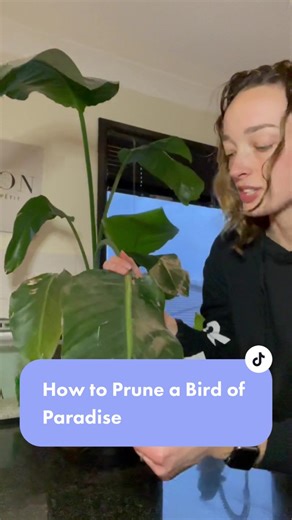 Bird of Paradise Plant Pruning Guide