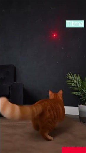 STAR PAWS: The Furce Awakens 🌌🐾 (Official Trailer)