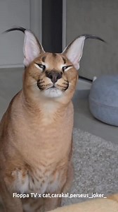 25 reactions | Floppa Perseus yawns a lot today # | Floppatvofficial | Facebook