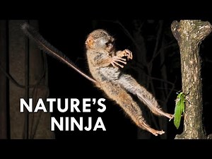 Tarsiers: Creepy Little Ninjas