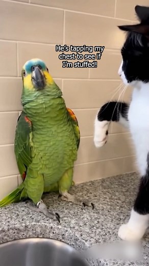 1M views · 22K reactions | This American Parrot Fears Cat Inspection | Denzel Colt | Facebook