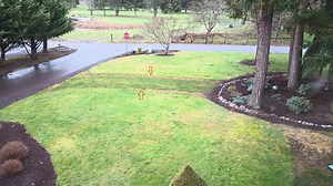 What’s killing the grass we planted where a boxwood hedge once stood? Ask Extension