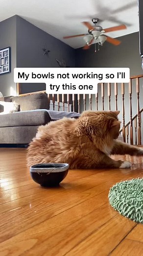 #tiring #feedme #facat #catsoftiktok #fypシ