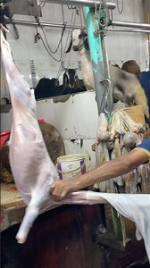 How to Process Goat For Fresh Meat #cookingdeals #naturalremedies #easterfood