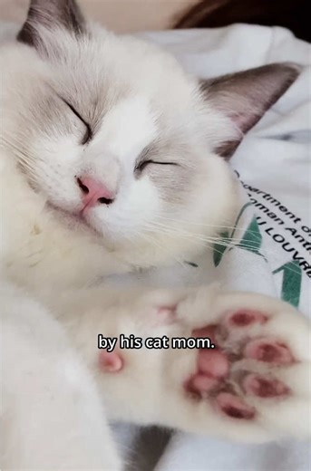 The Story Behind Dodo's Half Tail Ragdoll Cat