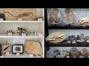 Comment faire une vitrine de fossile