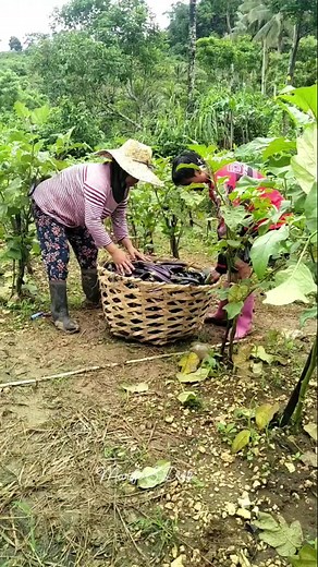 Talong farming 🍆🌱🙏 #harvest | Marife Sambilad Diaz