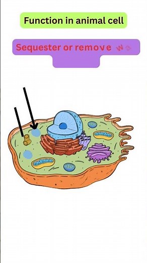 Vacuole structure and function - short notes #cellbiology #vacuoles #cellorganelles #biologynotes
