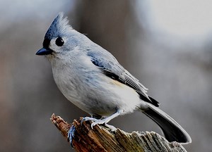 Comment Reconnaître les Chants d’Oiseaux ?