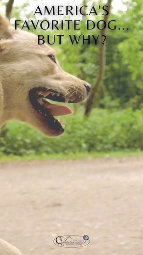 🎉 Meet the Marvelous Labrador Retriever! 🐾 🐕‍🦺#BreedOfTheWeek Did you know the Labrador, America's favorite dog, started as a fisherman's helper in Newfoundland, not Labrador? 🎣 With their friendly demeanor, Labs quickly won hearts around the globe, making them the ultimate family pet today! 🌟 Why We Love Labs: 👉Unmatched loyalty and affection 💖 👉An enthusiasm for life that's contagious 🎈 👉Labs love to play fetch, swim, and join in on family adventures. 🏞️ 👉Their intelligence makes 