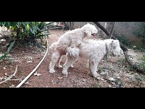 accouplement d'une chienne en chaleur 🔥