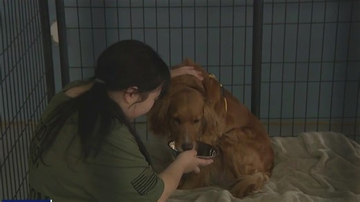 Paws of War helps adults with autism