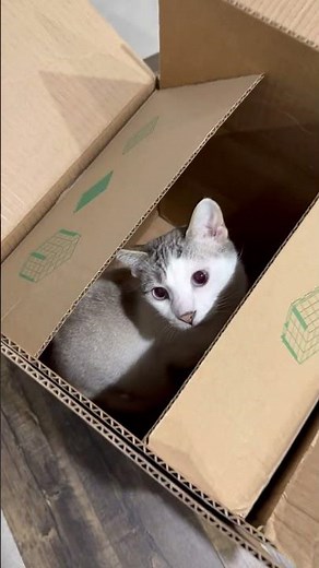 Costco online order delivered