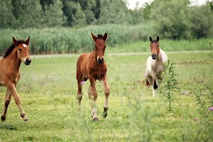 Baby Horses' Teeth: Development, Care, And Common Issues