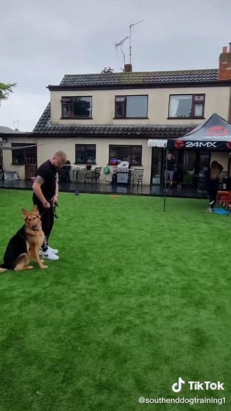 Understanding Dog Reactivity and Aggression in German Shepherds