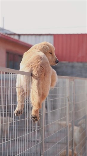 Pet world on Instagram: "Super boo 🐾 #goldenretriever #puppylove #dogsofinstagram"