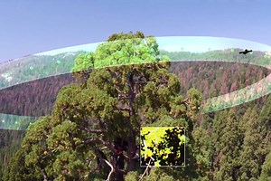 Drones help monitor health of giant sequoias - Berkeley News