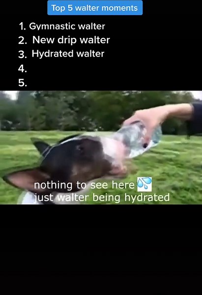 Top 5 Walter moments #fyp #viral #walter #foryoupage #comedy