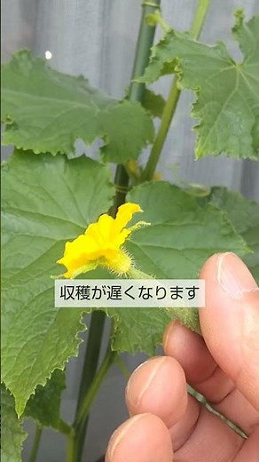 5/30 [Cucumbers] Maintenance: You must do this before the rainy season or your harvest will be de...