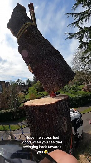 Cedar Tree Cutting: Expertly Managing Swinging Logs