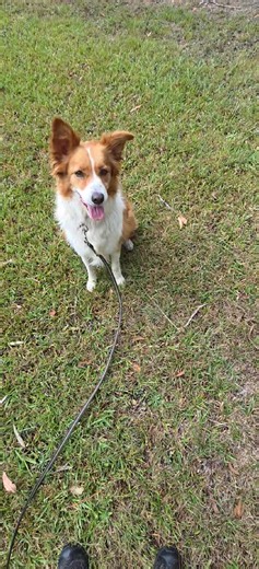 16 reactions · 6 comments | Lou learning recall at Australian Pet Boarding and k9 Specialist Dog Training Centre Kempsey Dog Training and Dog Boarding packages available www.australianpetboarding.com.au 65624618 | Australian Pet Boarding and K9 Training Centre | Facebook