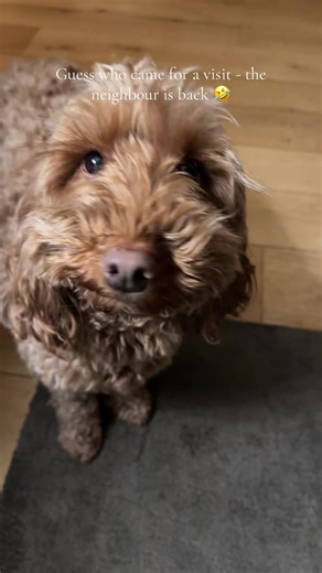 The transition it tricky 🤣🤣🤣 #bernesemountaindog #goldenretriever #cockapoo #doglovers #foryoupage❤️❤️