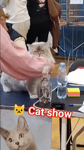 Cat Show 2026 – Best Moments