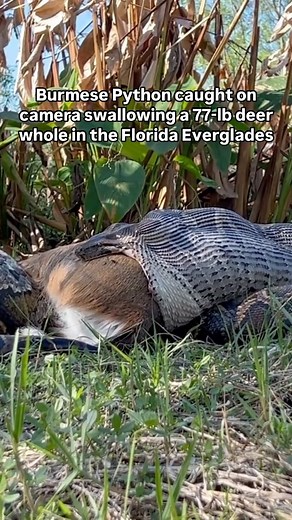 Only in Florida on Instagram: "Florida scientists witnessed a Burmese python swallowing full-sized deer whole 👀🐍 #OnlyinFlorida By the time they got to the scene, the python had already swallowed about half of the 77-lb deer, and it took about 30 more minutes for the 15-ft female python to consume the other half. Researchers in the region recently proved that Burmese pythons are able to stretch their jaws wide enough to swallow large prey, such as fully grown deer and alligators whole. Burmese