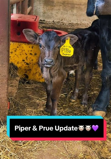 Piper & Prue Update🐮🐮💜 | piper hart