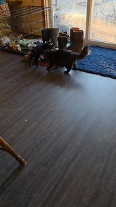 Our bottle goat Lena starts every morning tap dancing for the cats! Someone play with this little goat. PLEASE!!! #babygoats #goats #catlovers #farmerlife | Hickory Ponds Farm